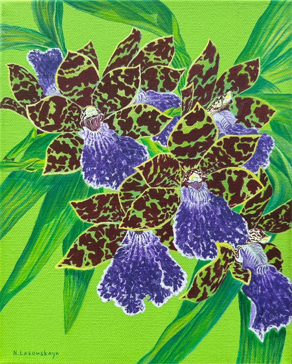 69164a62e1b8ea140711df10_2024-kiwi-choice-orchid_1792894361259.jpg