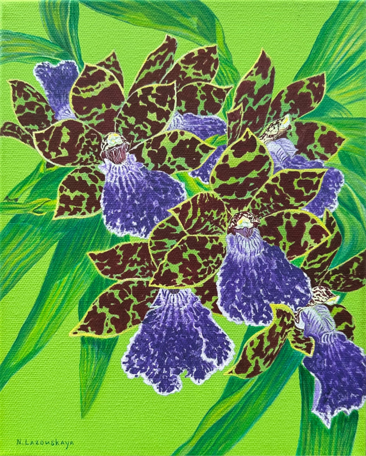 69164a62e1b8ea140711df10_2024-kiwi-choice-orchid_1792894361259.jpg