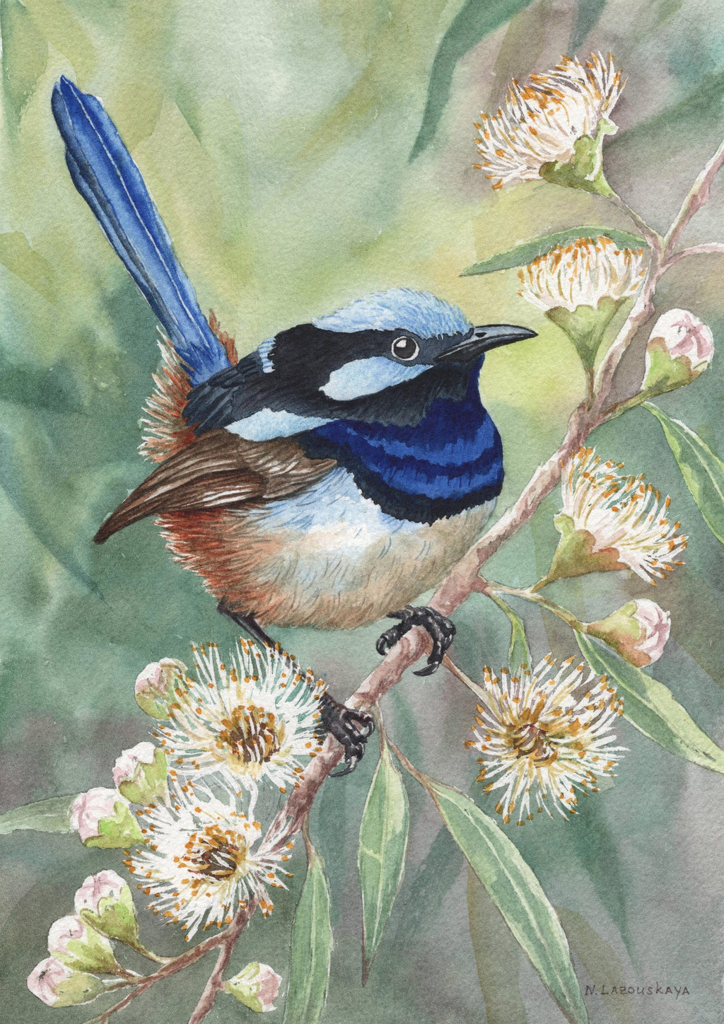 69164a62e1b8ea140711df10_20260106-fairy-wren-on-gum-tree-s-300dpi-online_1770693672783.jpg