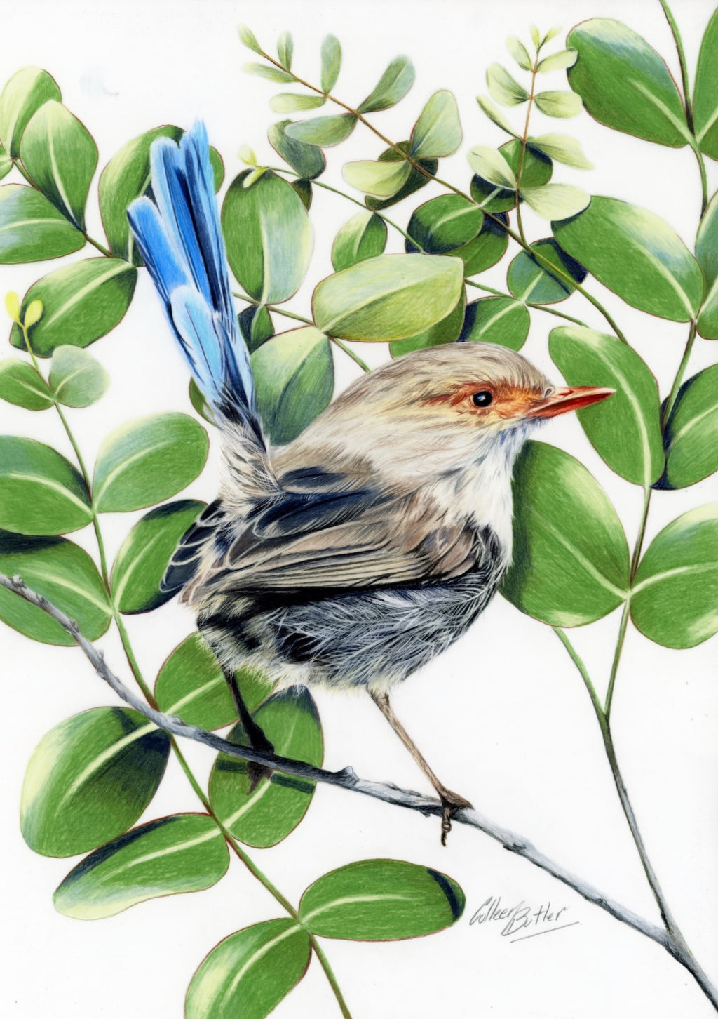 69164a62e1b8ea140711df10_absolute-superb-fairy-wren-scanned_1767383410360.jpg