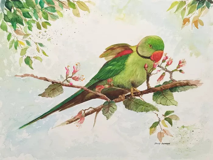 69164a62e1b8ea140711df10_alexandrine-parakeet_1772923636827.jpg