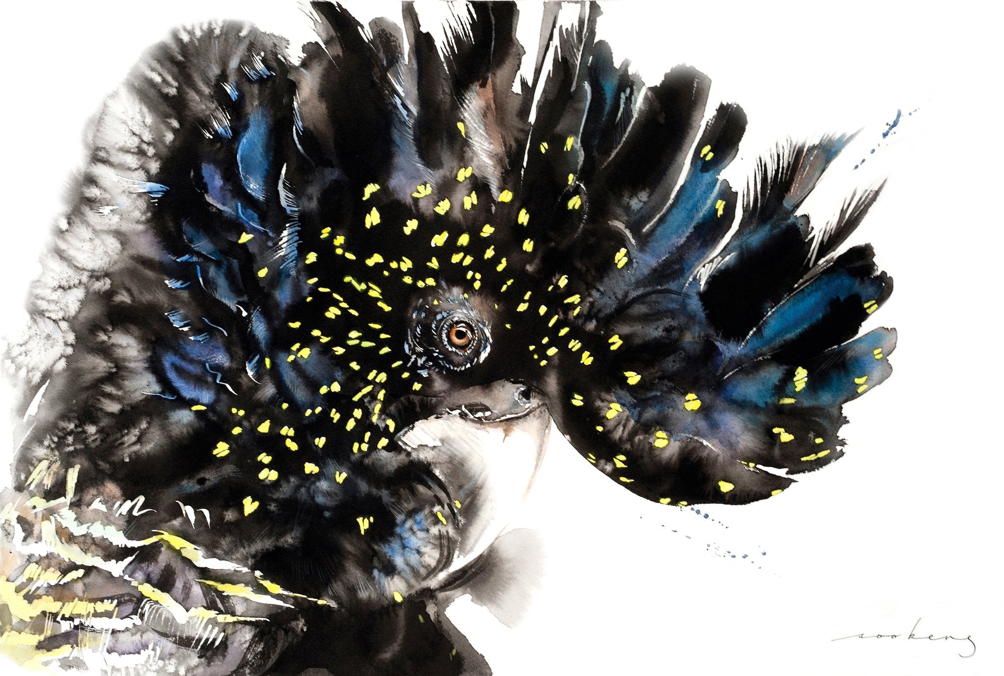 69164a62e1b8ea140711df10_australian-black-cockatoo_1773873880397.jpg