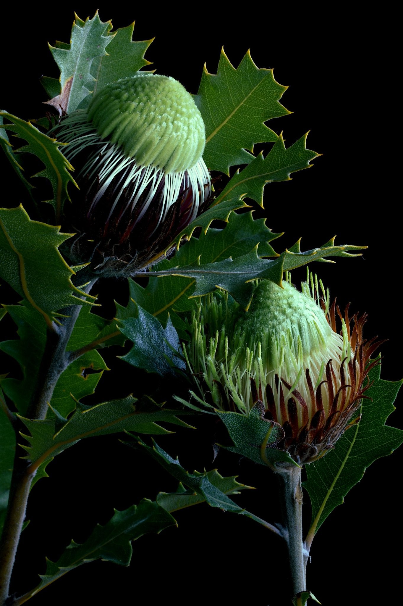 69164a62e1b8ea140711df10_banksia-heliantha-print-australian-nature-artwork-botanical-still-life-flower-photography-by-nadia-culph_1779174998588.jpg