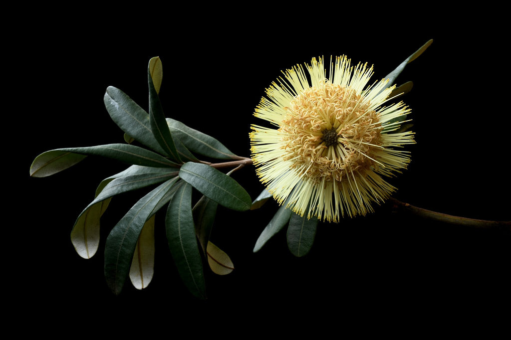 69164a62e1b8ea140711df10_banksia-integrifolia-print-moody-floral-wall-art-dark-botanical-photography-print-by-nadia-culph_1785912334469.jpg