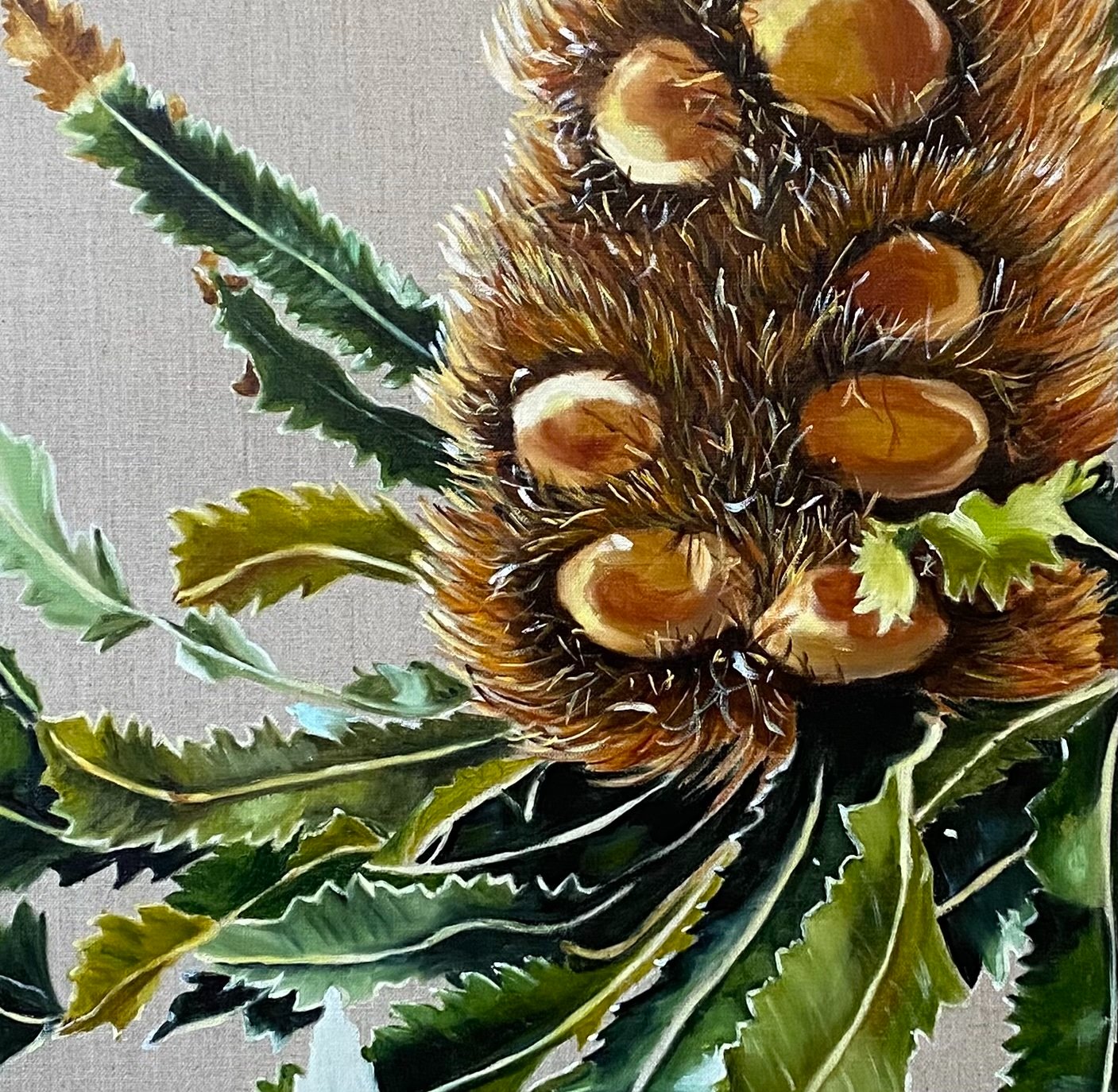 69164a62e1b8ea140711df10_banksia-serrata-closeup-wendy-peters_1773978705653.jpg