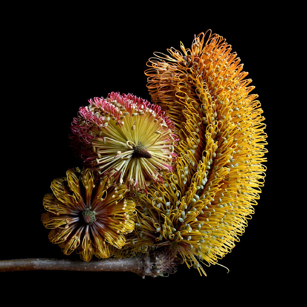 69164a62e1b8ea140711df10_banksia-triad-australian-botanical-wall-art-print-still-life-photography-by-nadia-culph_1783148480647.jpg