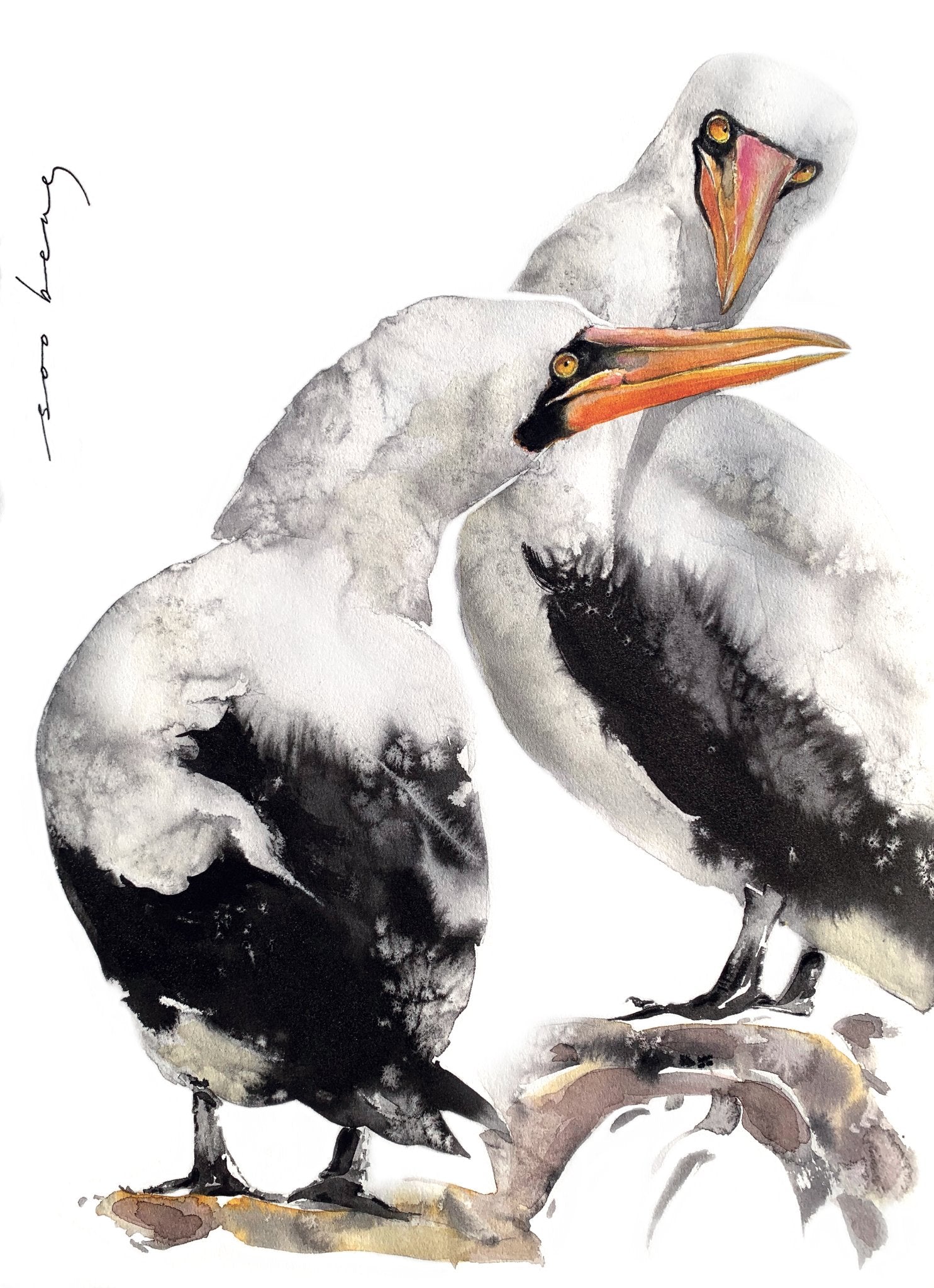 69164a62e1b8ea140711df10_beak-to-beak_1783340920602.jpg