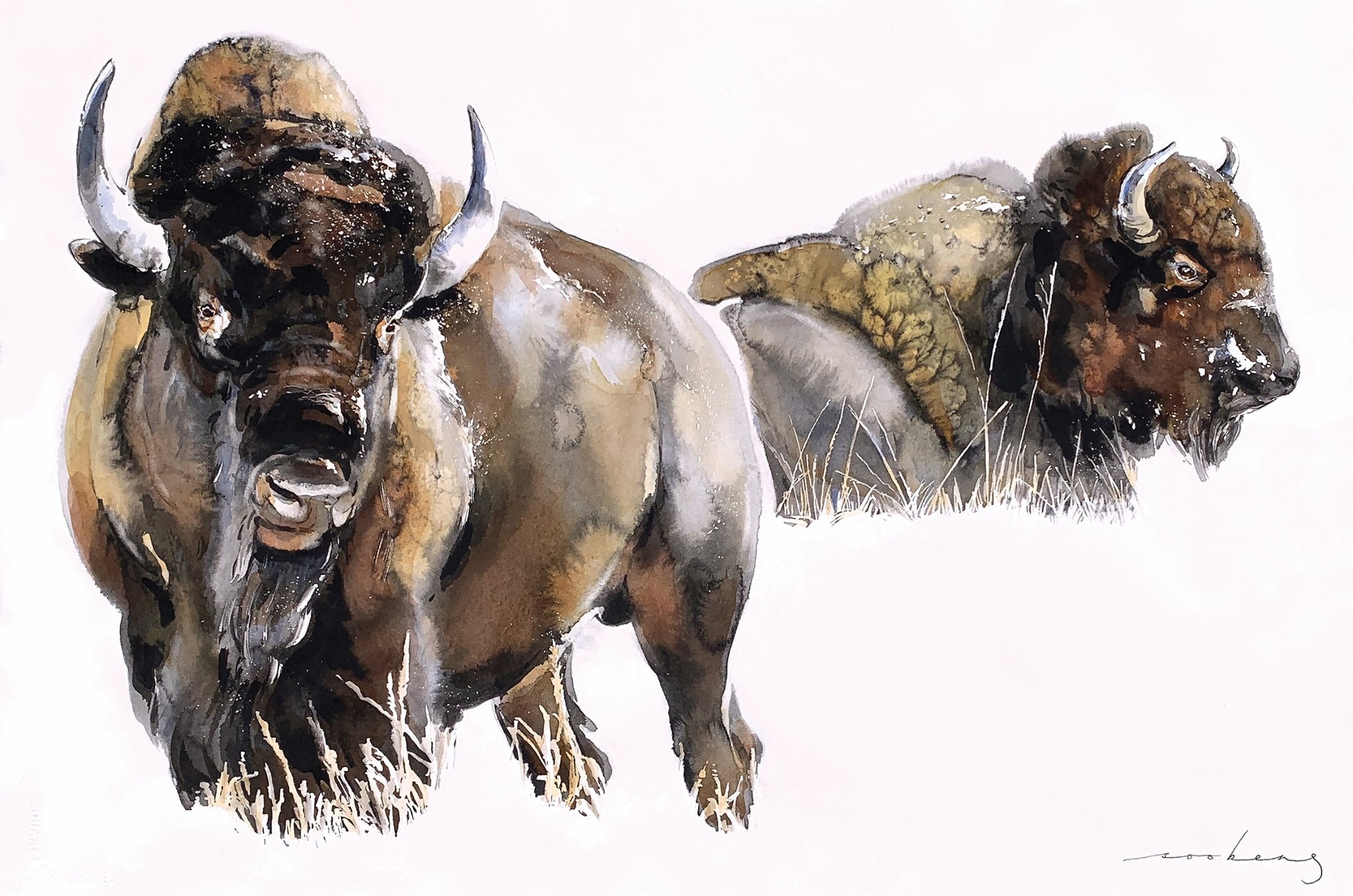 69164a62e1b8ea140711df10_bison_1774931576313.jpg