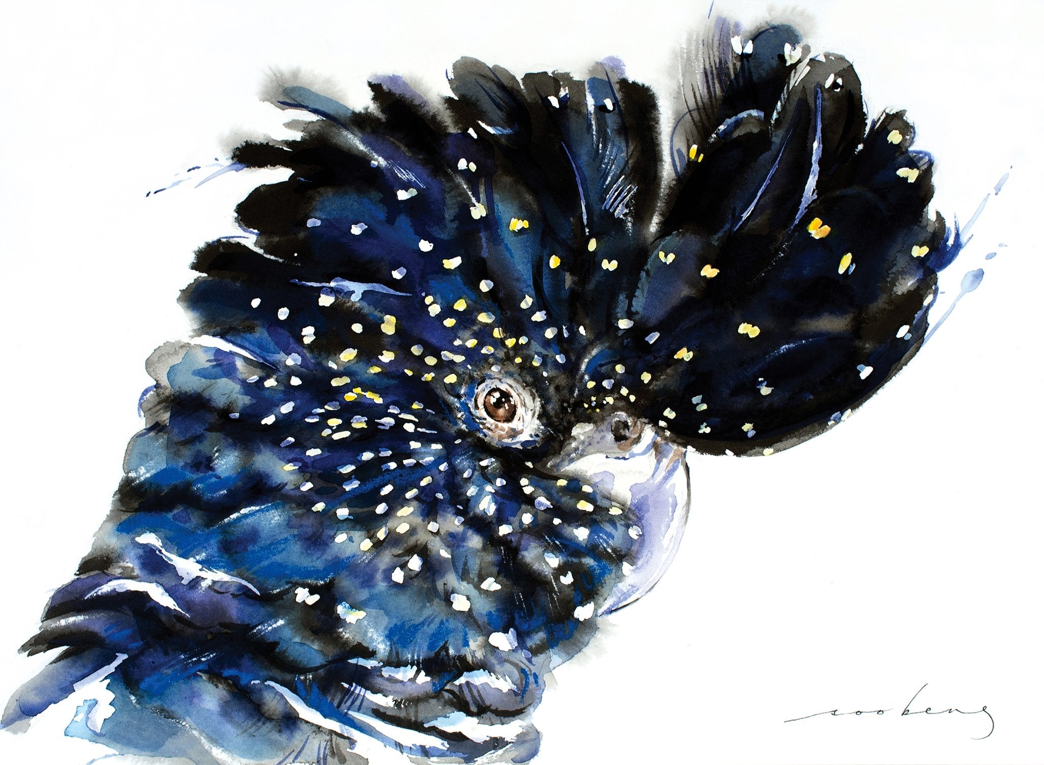 69164a62e1b8ea140711df10_black-cockatoo_1774933789001.jpg
