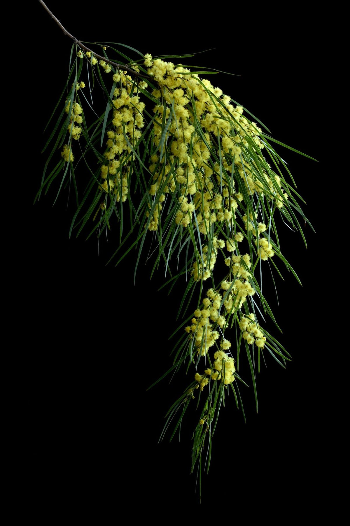 69164a62e1b8ea140711df10_bower-wattle-print-by-nadia-culph_1792137572766.jpg