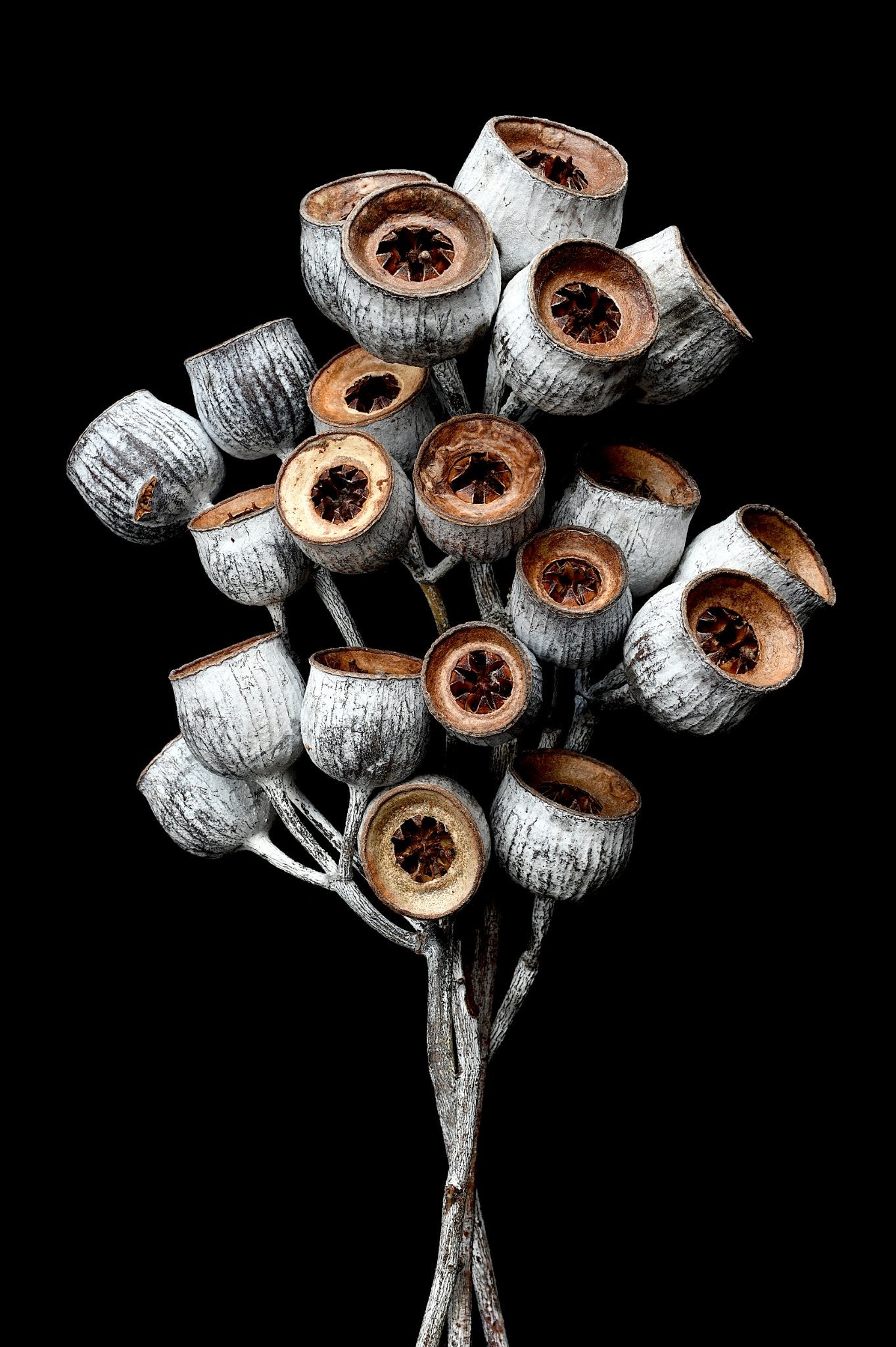 69164a62e1b8ea140711df10_caesia-collection-australian-seed-pods-print-botanical-wall-art-still-life-photography-by-nadia-culph_1779945163308.jpg