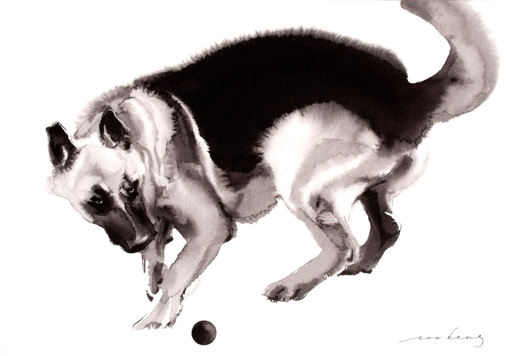 69164a62e1b8ea140711df10_canine-bounce_1774739334649.jpg