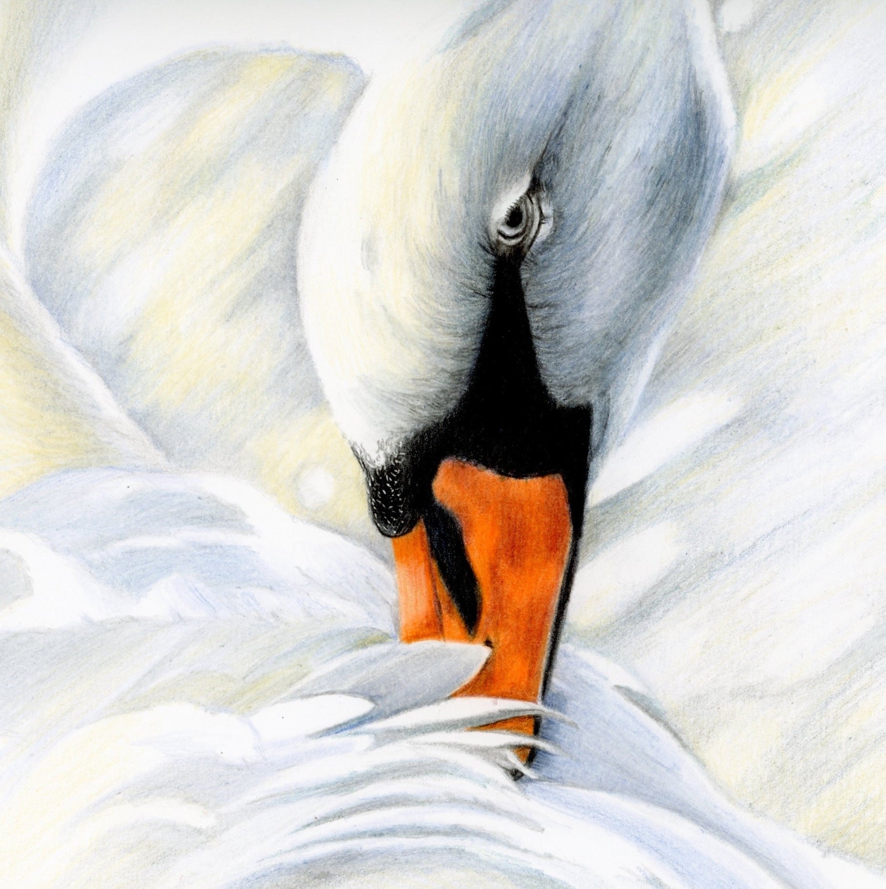 69164a62e1b8ea140711df10_close-up-mute-swan_1785279880494.jpeg