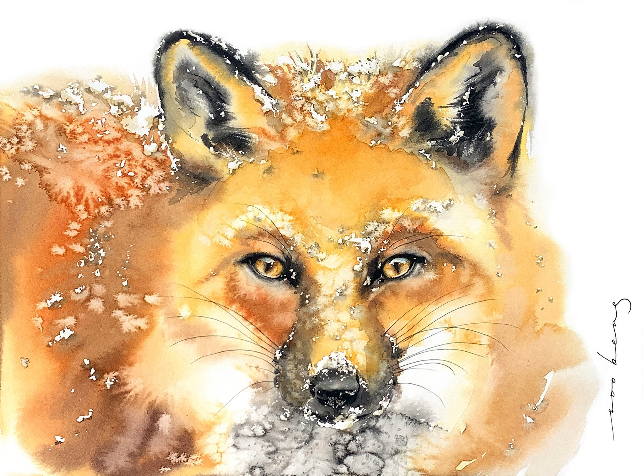 69164a62e1b8ea140711df10_cool-fox-copy_1773263851438.jpg