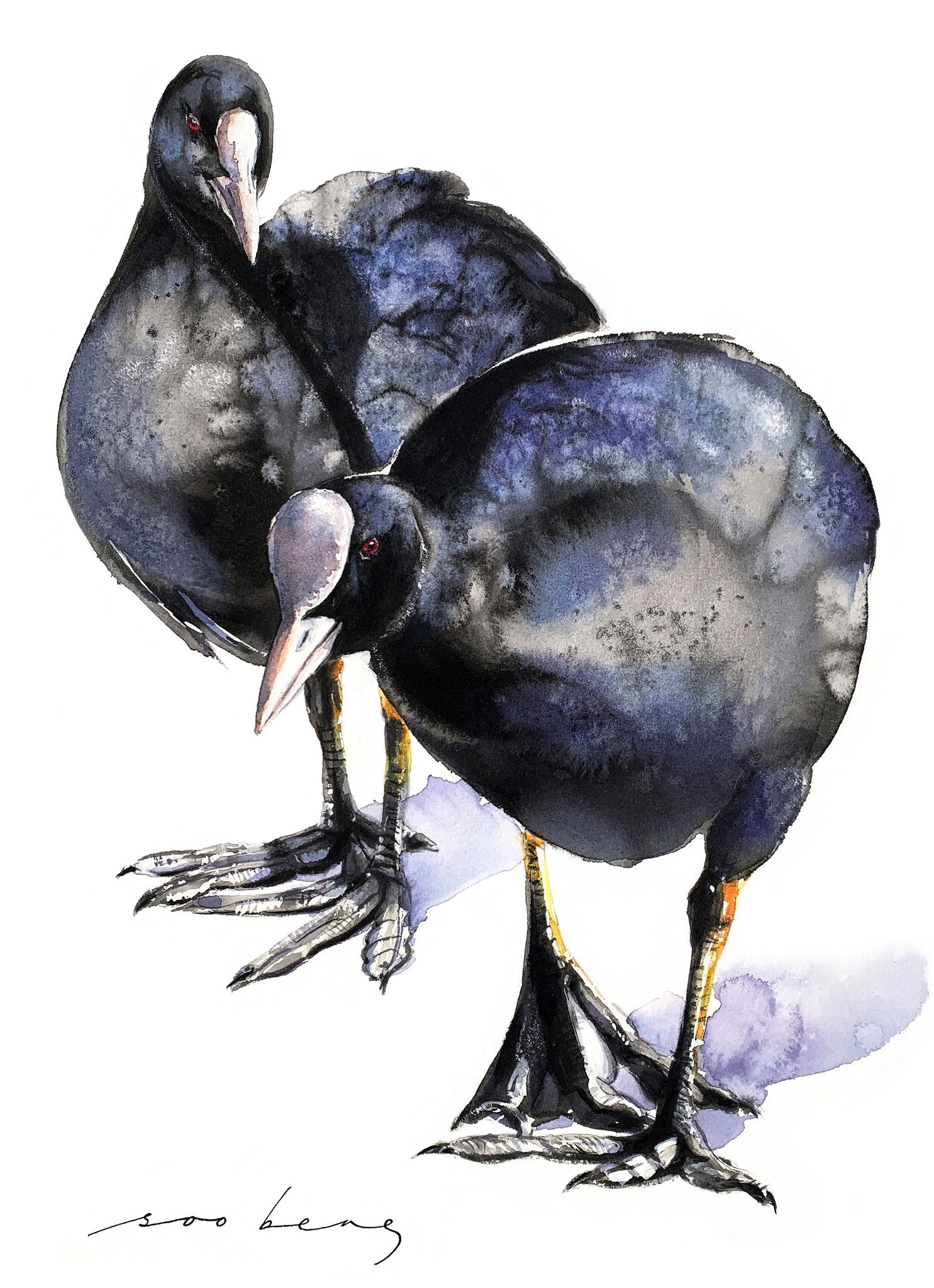 69164a62e1b8ea140711df10_coots-in-tandem_1773639799544.jpg