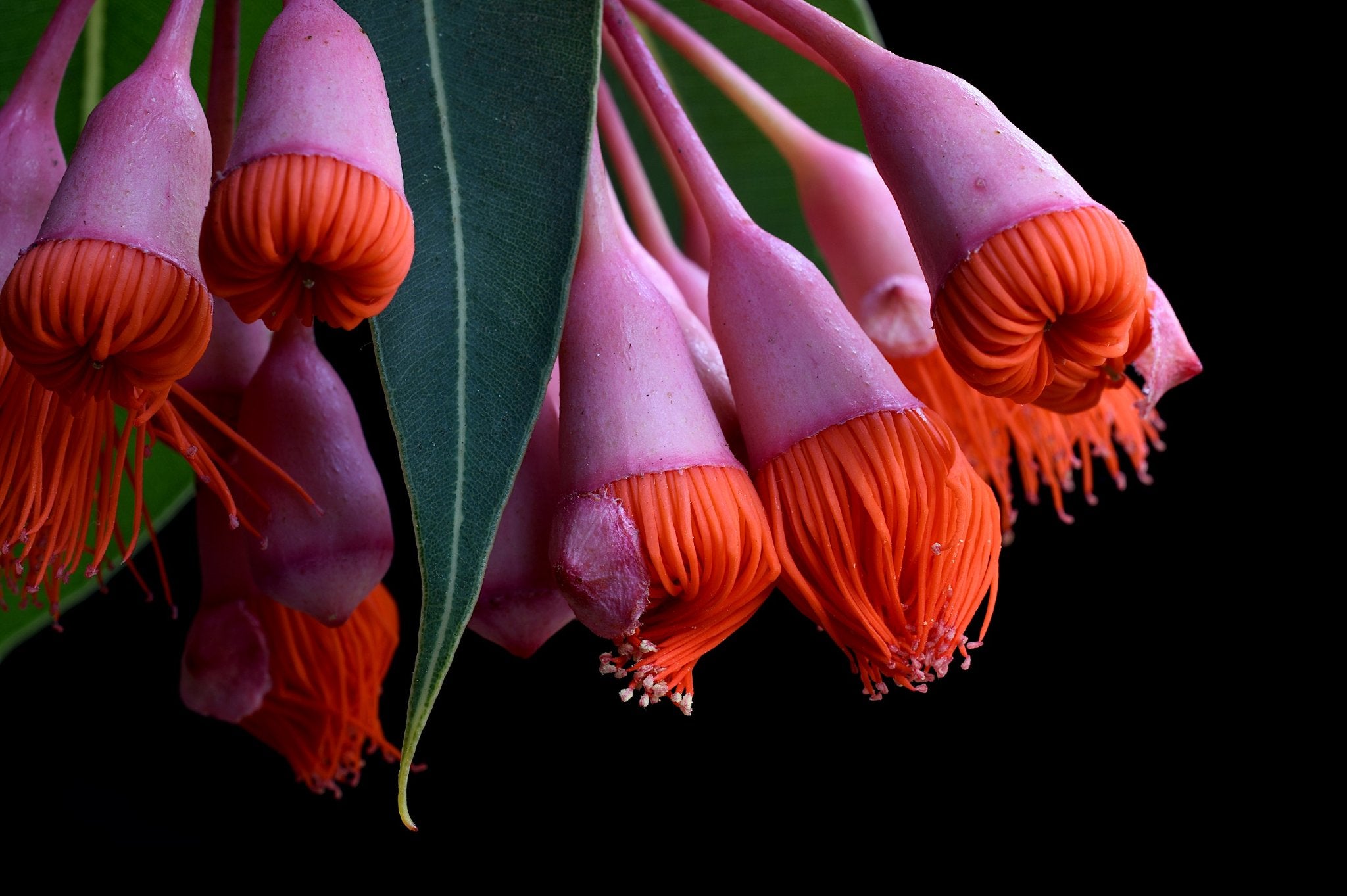 69164a62e1b8ea140711df10_corymbia-ficifolia-baby-orange-print-australian-botanical-artwork-nature-still-life-macro-photography-by-nadia-culph_1780107750806.jpg