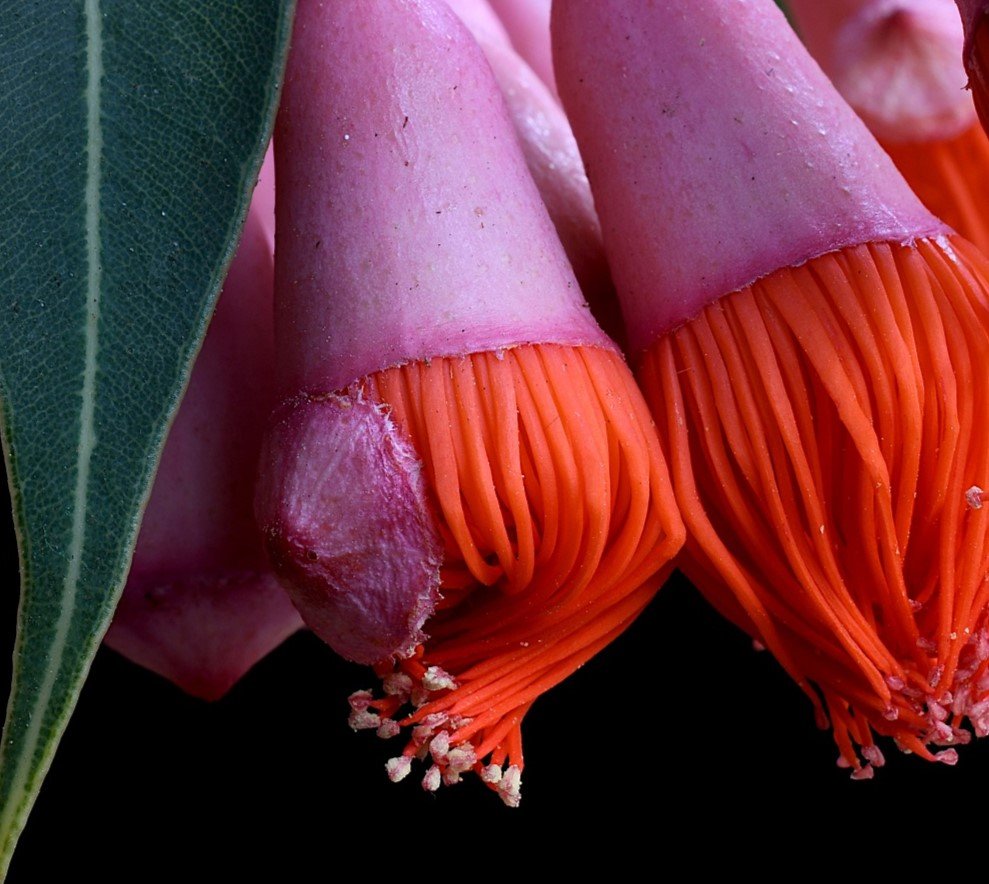 69164a62e1b8ea140711df10_corymbia-ficifolia-baby-orange-print-australian-botanical-artwork-nature-still-life-macro-photography-by-nadia-culphcrop_1780107750806.jpg