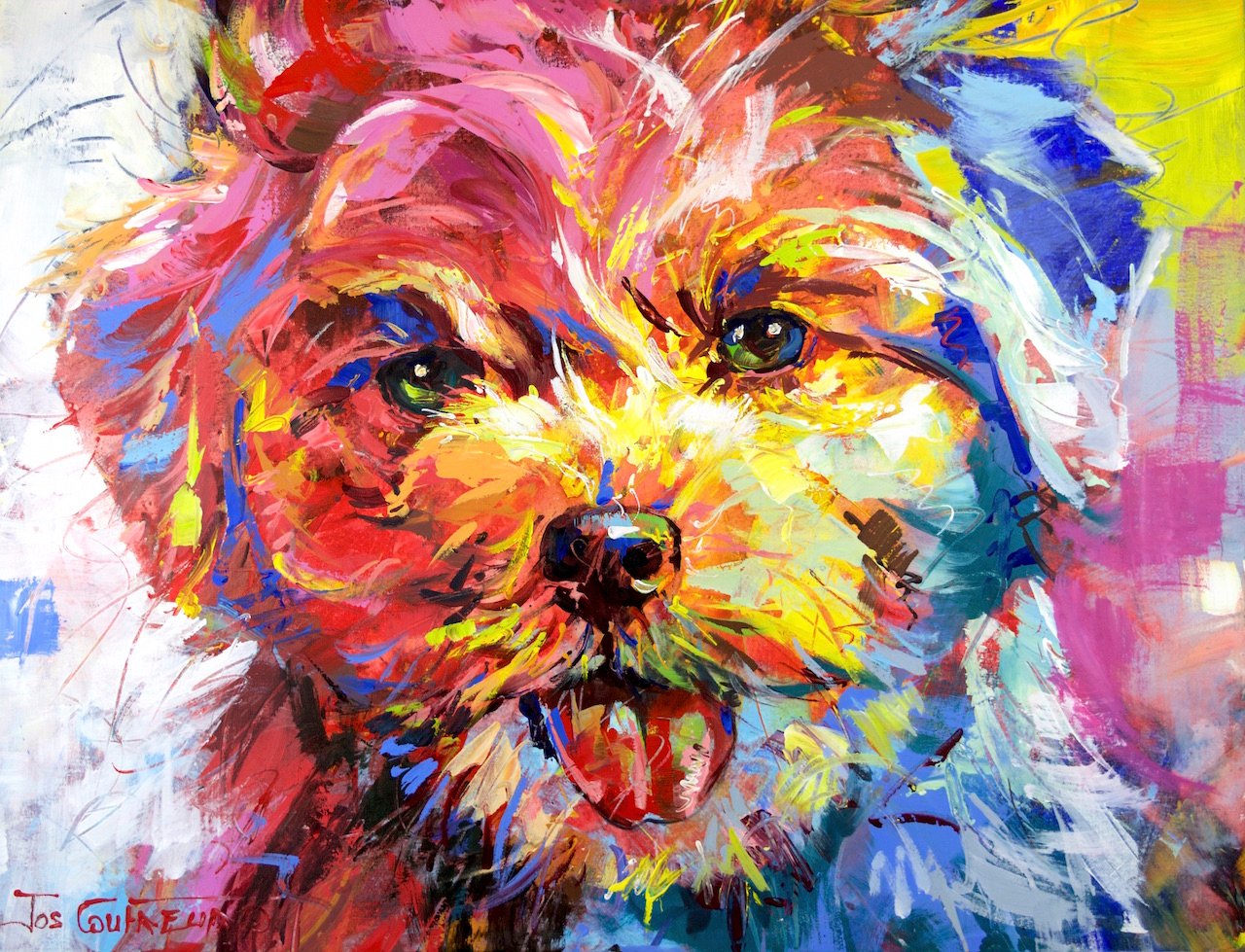 69164a62e1b8ea140711df10_coufreur-bichon-frise-_1777013121501.jpg