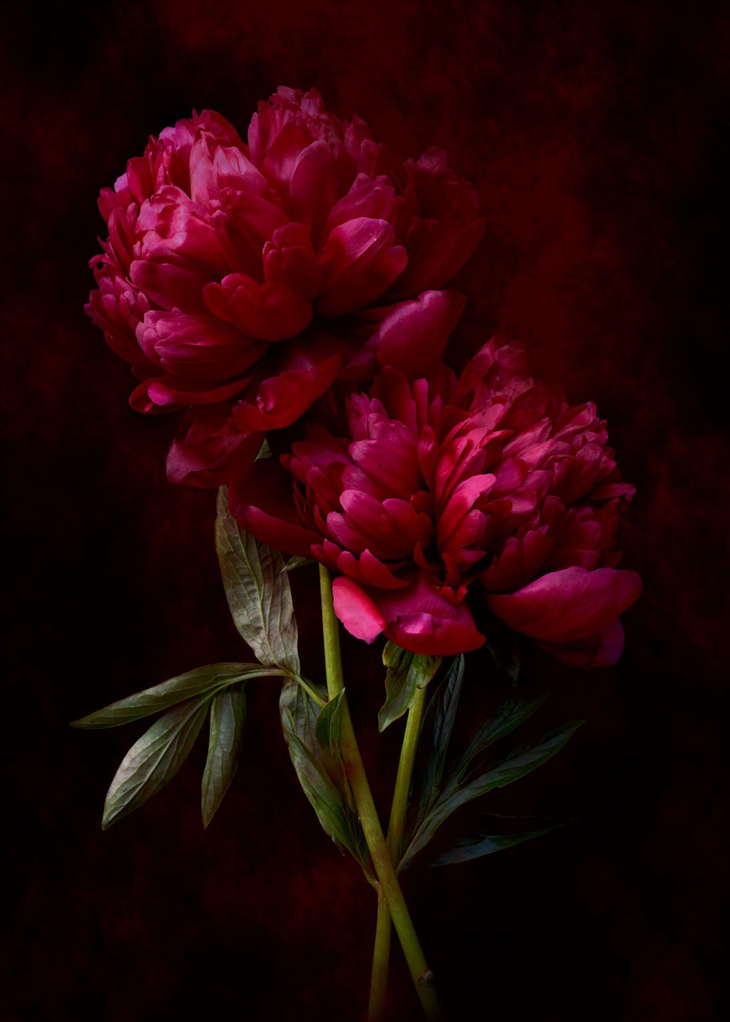 69164a62e1b8ea140711df10_crimson-peonies-print-dark-floral-wall-art-moody-flower-still-life-photography-by-nadiaculph_1784347842172.jpg