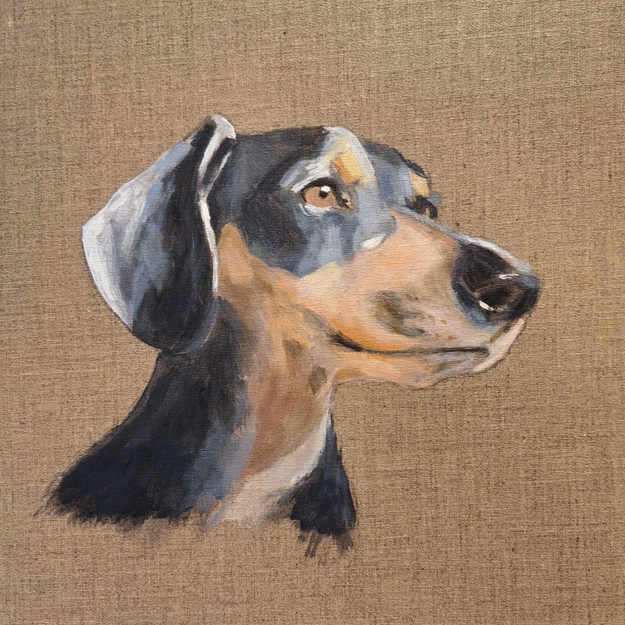69164a62e1b8ea140711df10_dachshund3_1785133584568.jpeg