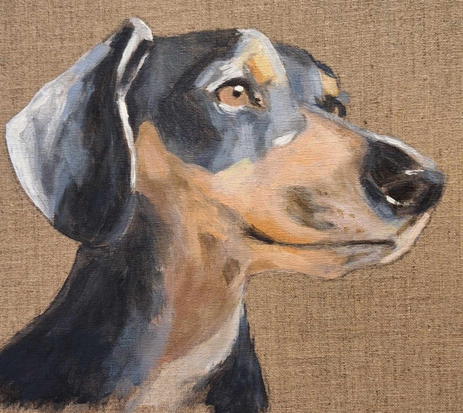 69164a62e1b8ea140711df10_dachshund3crop_1785133683568.jpeg