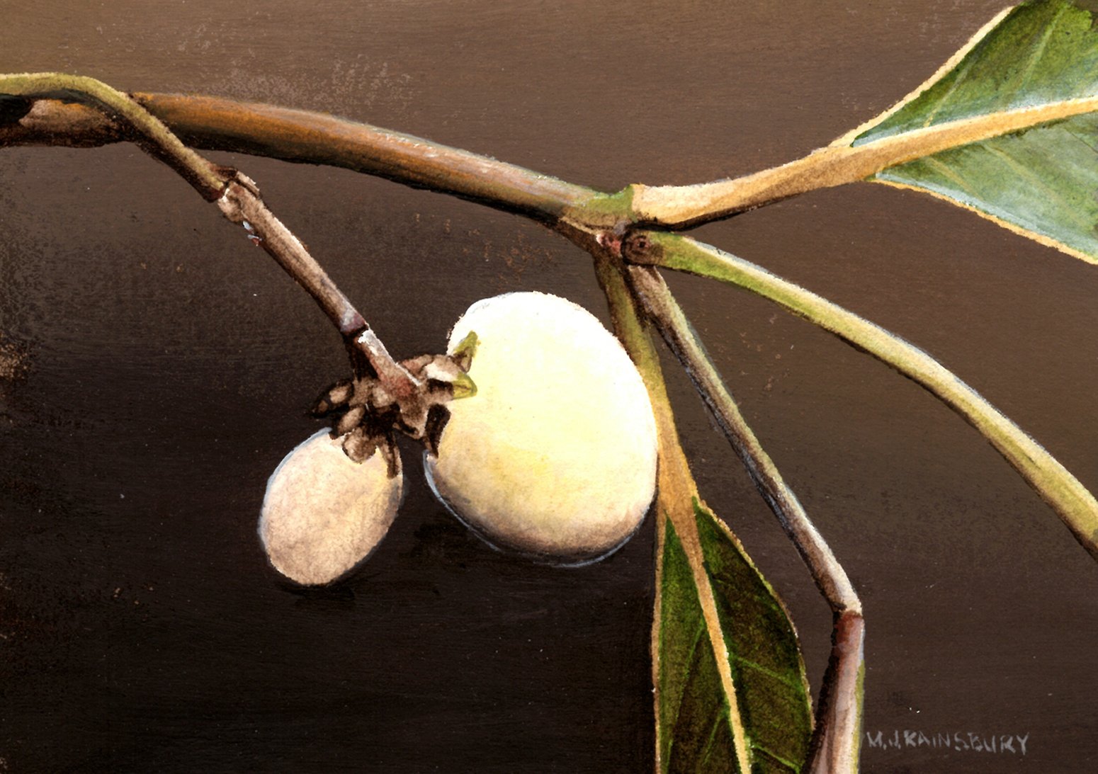69164a62e1b8ea140711df10_dark-mangrove-cropped_1773037000200.jpg
