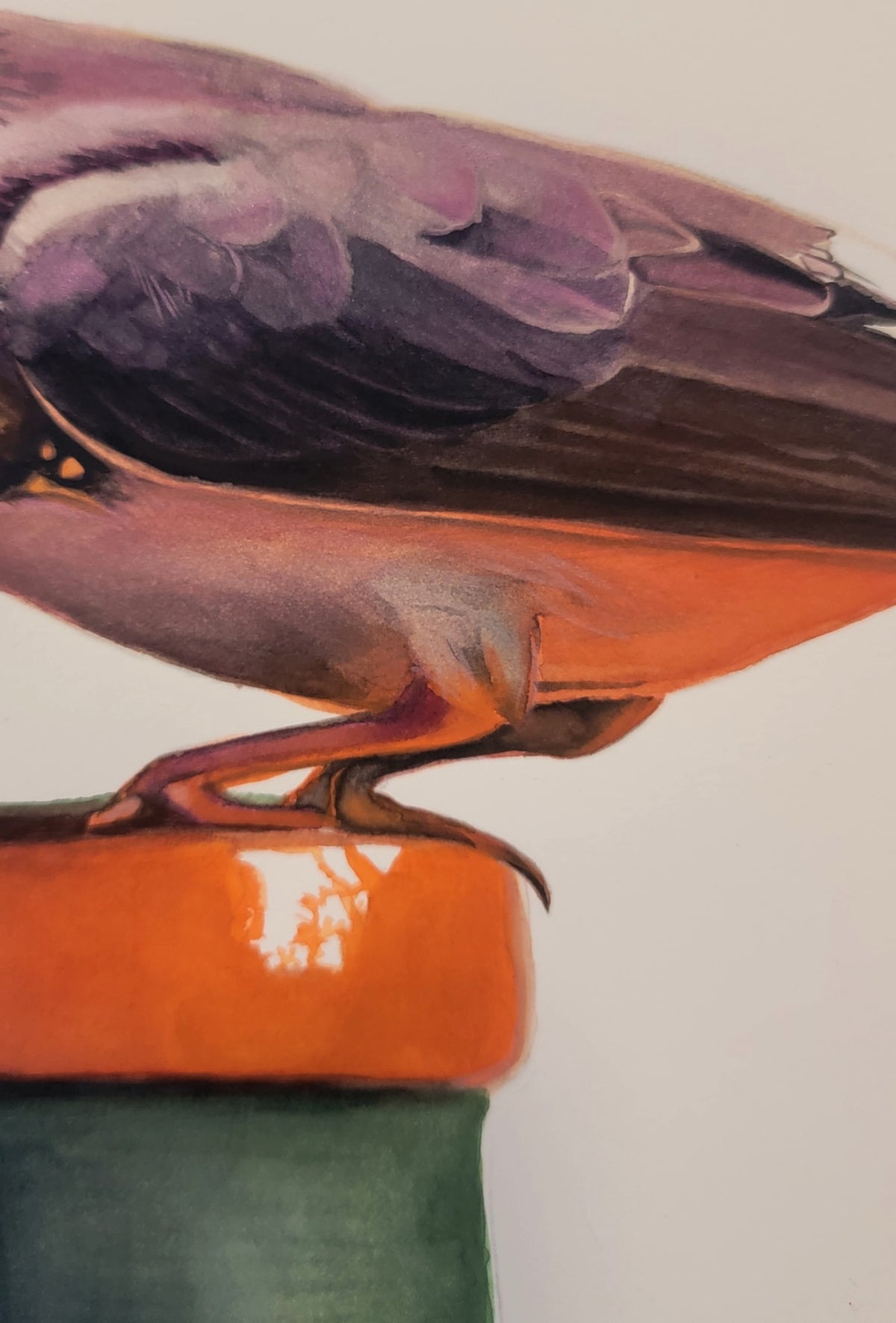 69164a62e1b8ea140711df10_detail-bird_1790140602732.jpg