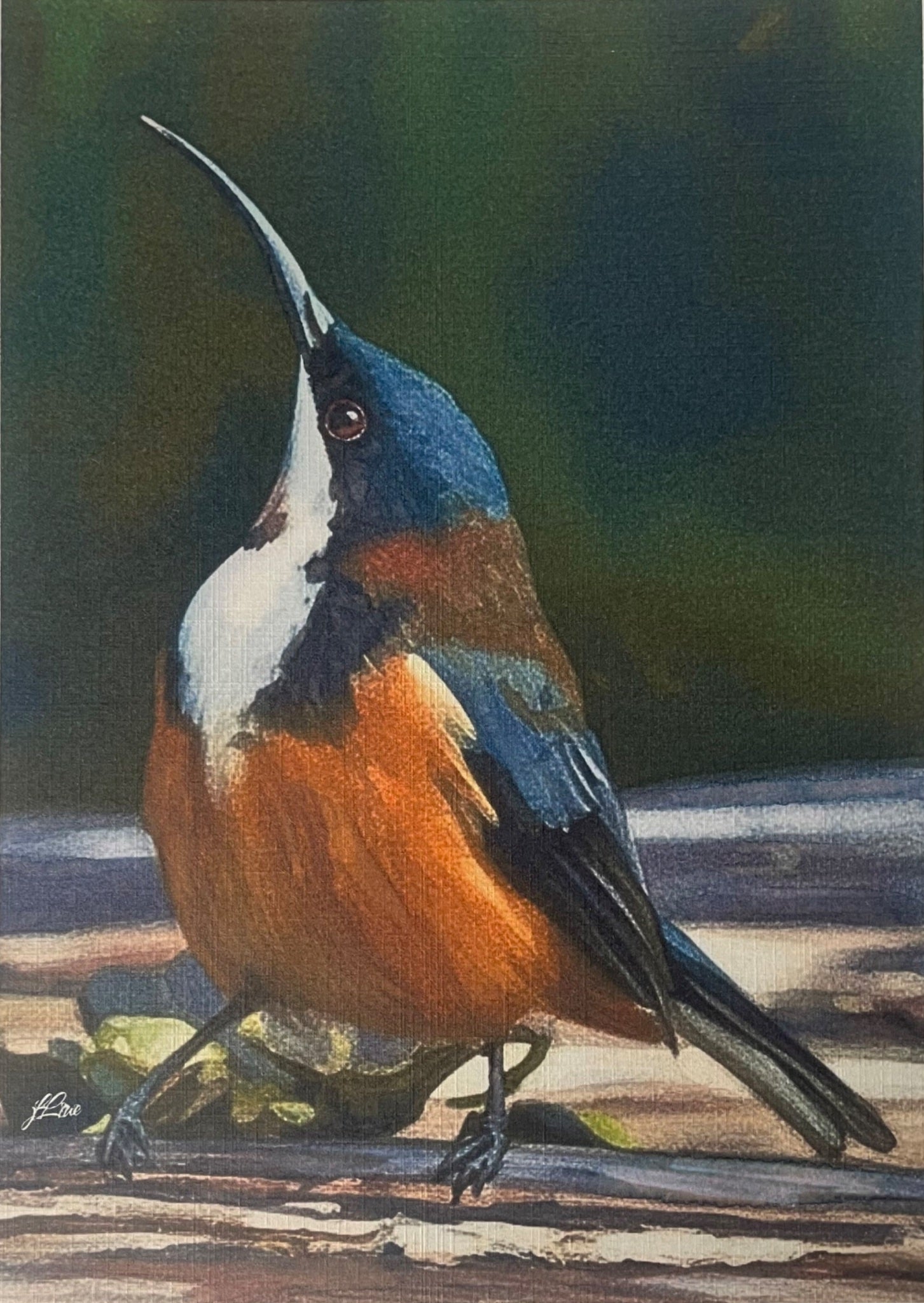 69164a62e1b8ea140711df10_eastern-spinebill-coahd-by-jflowe_1781925937799.jpeg