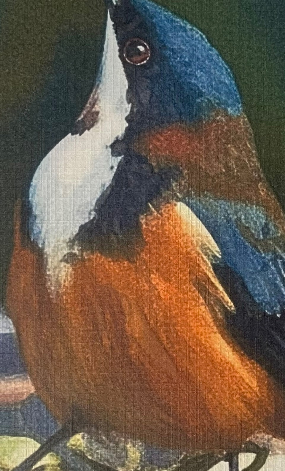 69164a62e1b8ea140711df10_eastern-spinebill-coahd-closeup_1781925937838.jpeg