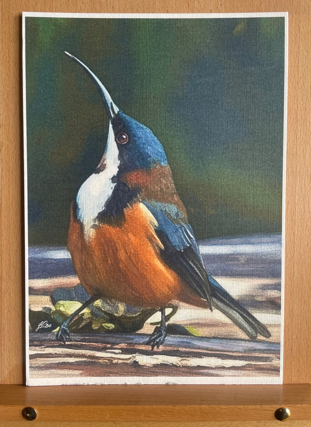 69164a62e1b8ea140711df10_eastern-spinebill-preview_1781925937832.jpeg