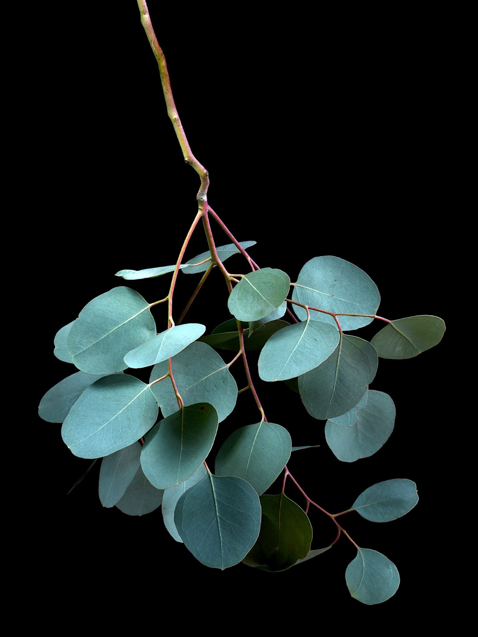 69164a62e1b8ea140711df10_eucalyptus-cinerea-silver-dollar-leaves-wall-art-print-australian-botanical-photography-by-nadia-culph_1779600149405.jpg