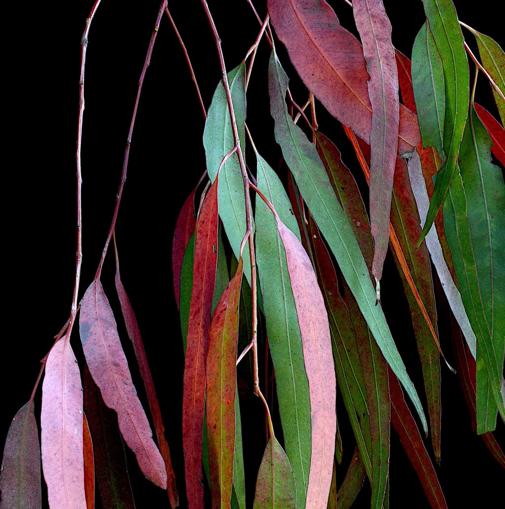 69164a62e1b8ea140711df10_eucalyptus-kaleidoscope-colourful-leaves-wall-art-australian-botanical-print-photography-by-nadia-culph-crop_1779071228253.jpg