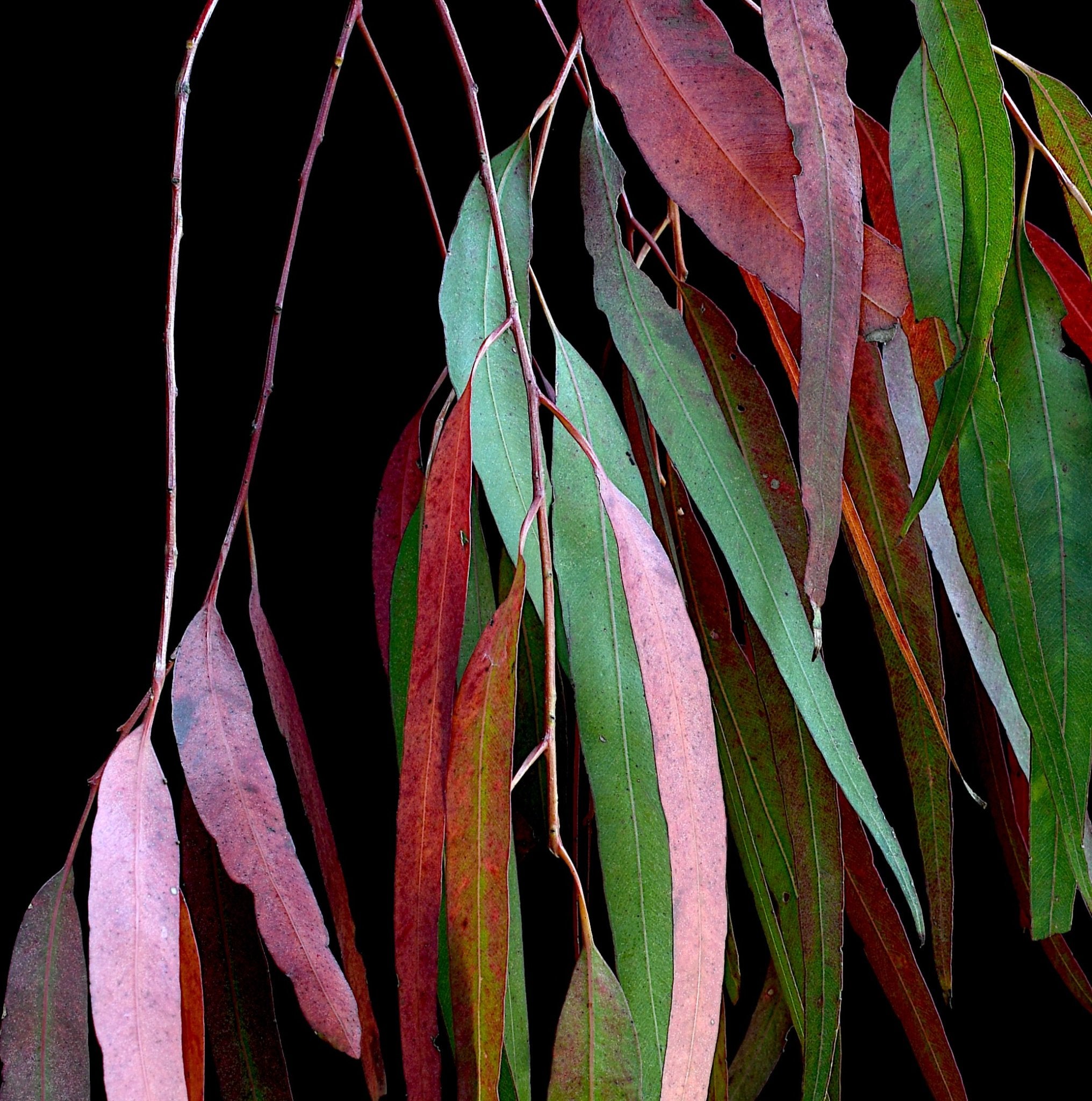69164a62e1b8ea140711df10_eucalyptus-kaleidoscope-colourful-leaves-wall-art-australian-botanical-print-photography-by-nadia-culph-crop_1779071228253.jpg