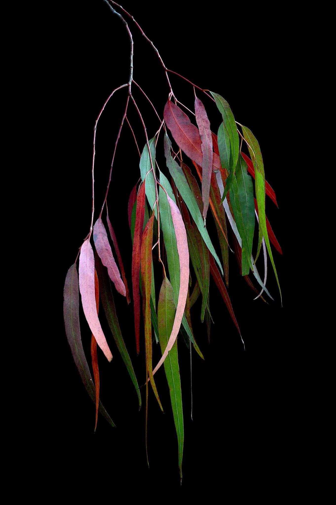 69164a62e1b8ea140711df10_eucalyptus-kaleidoscope-colourful-leaves-wall-art-australian-botanical-print-photography-by-nadia-culph_1779071228254.jpg