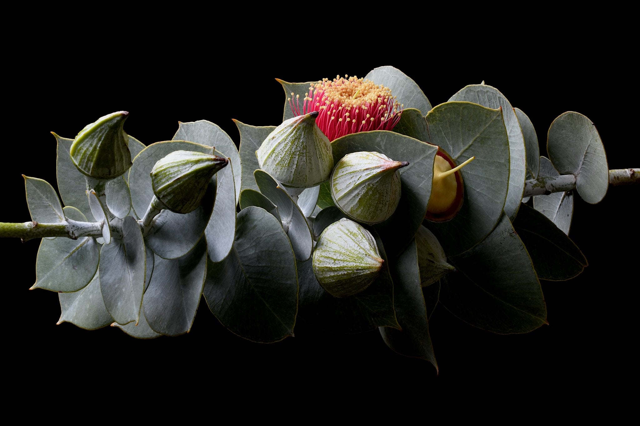 69164a62e1b8ea140711df10_eucalyptus-rhodantha-print-australian-botanical-wall-art-still-life-photography-by-nadia-culph_1782532902559.jpg