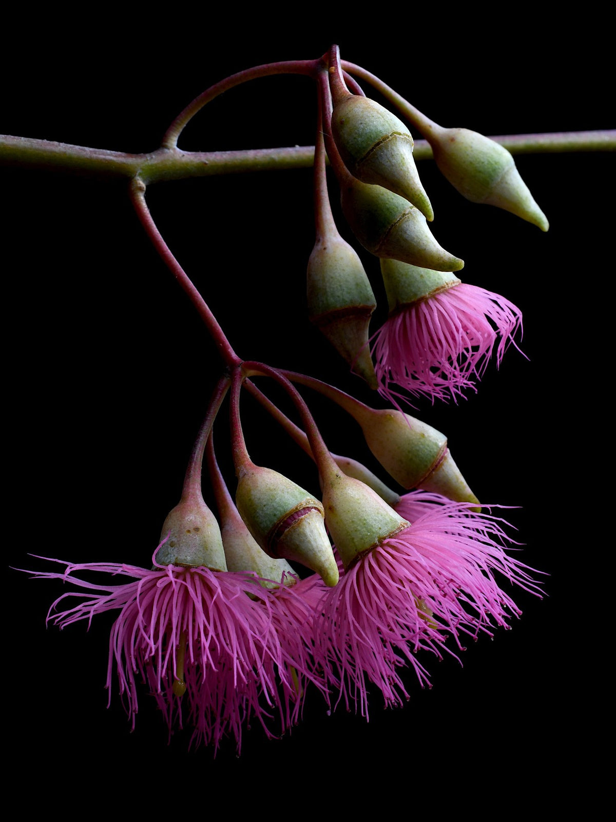 69164a62e1b8ea140711df10_eucalyptus-rosea-blossoms-print-pink-floral-wall-art-macro-botanical-artwork-photography-by-nadia-culph_1789888454253.jpg