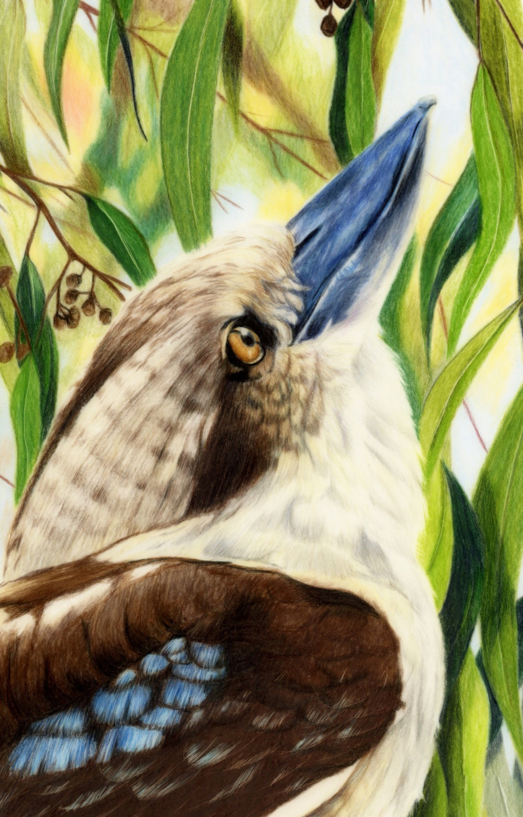69164a62e1b8ea140711df10_ever-watchful-kookaburra-scanned-close-up_1766185141206.jpeg