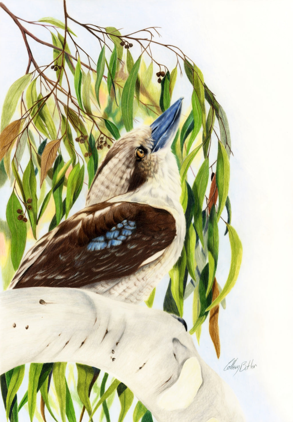 69164a62e1b8ea140711df10_ever-watchful-kookaburra-scanned_1766185141206.jpg