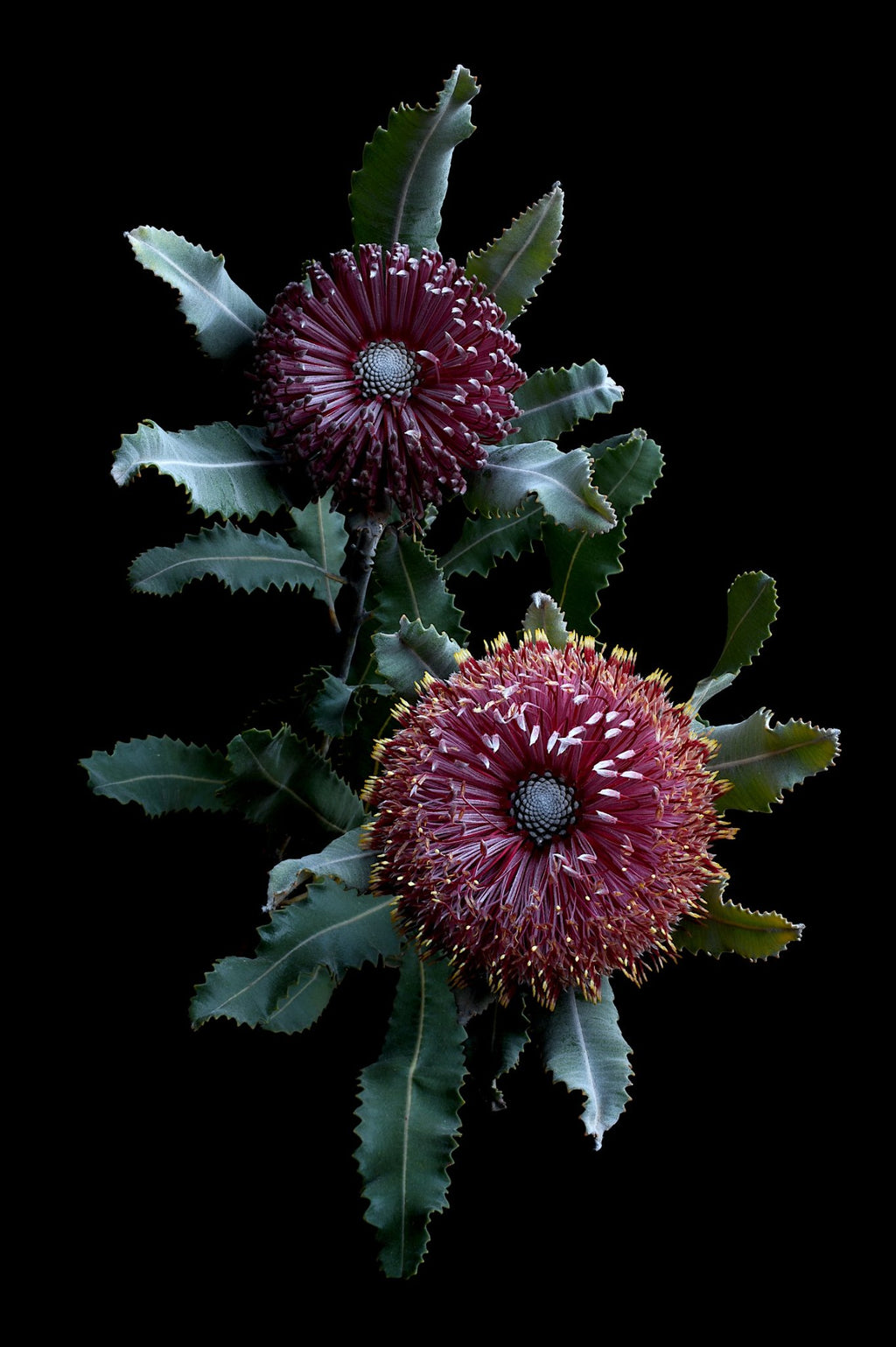 69164a62e1b8ea140711df10_firewood-banksias-print-australian-botanical-artwork-nature-photography-print-by-nadia-culph_1785651024824.jpg