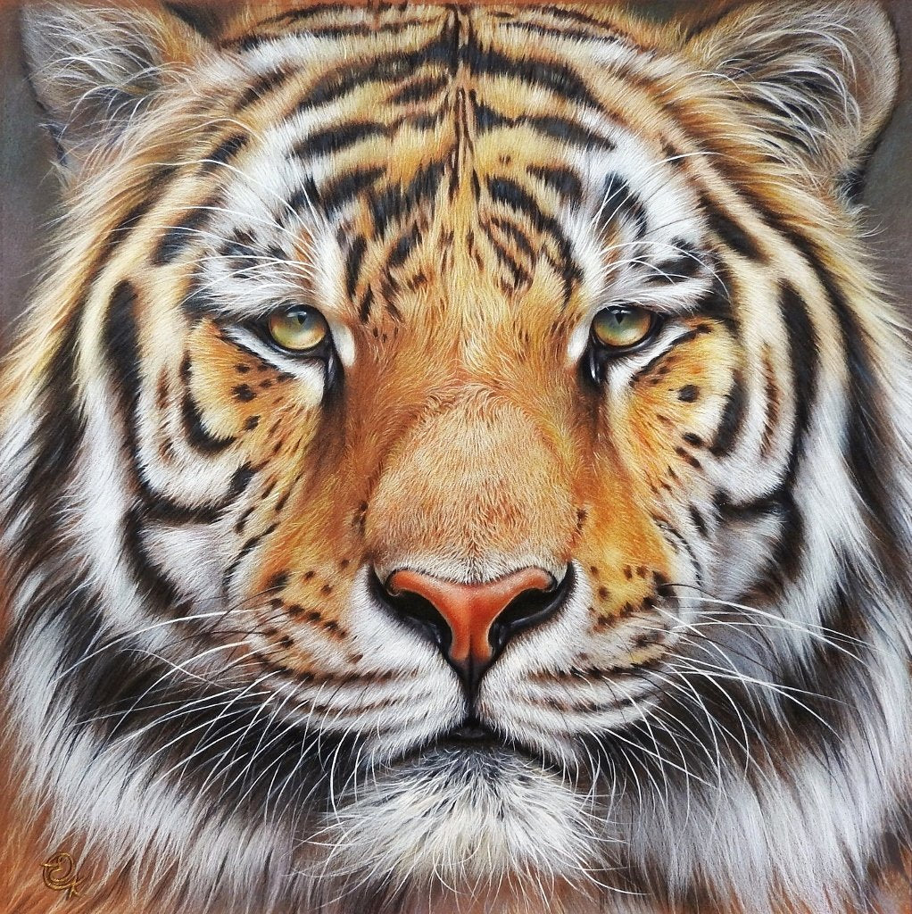 69164a62e1b8ea140711df10_fow-amur-tiger-1022x1024-_1781435257811.jpg