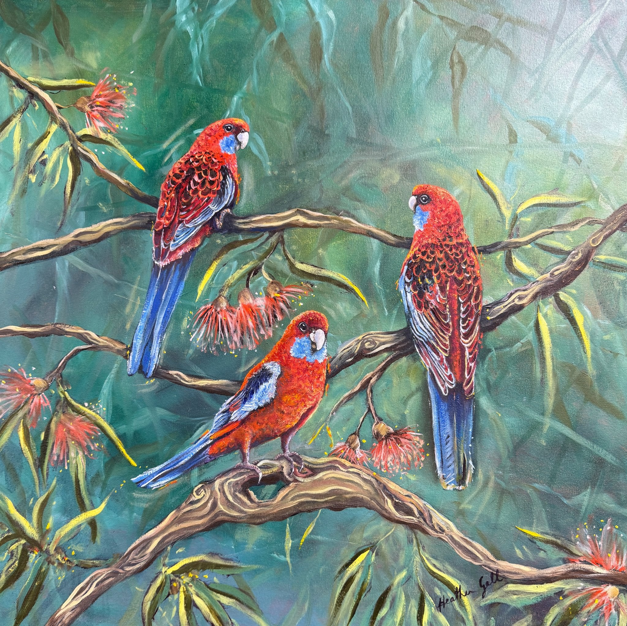 69164a62e1b8ea140711df10_gall-heather-crimson-rosellas_1783577846134.jpeg