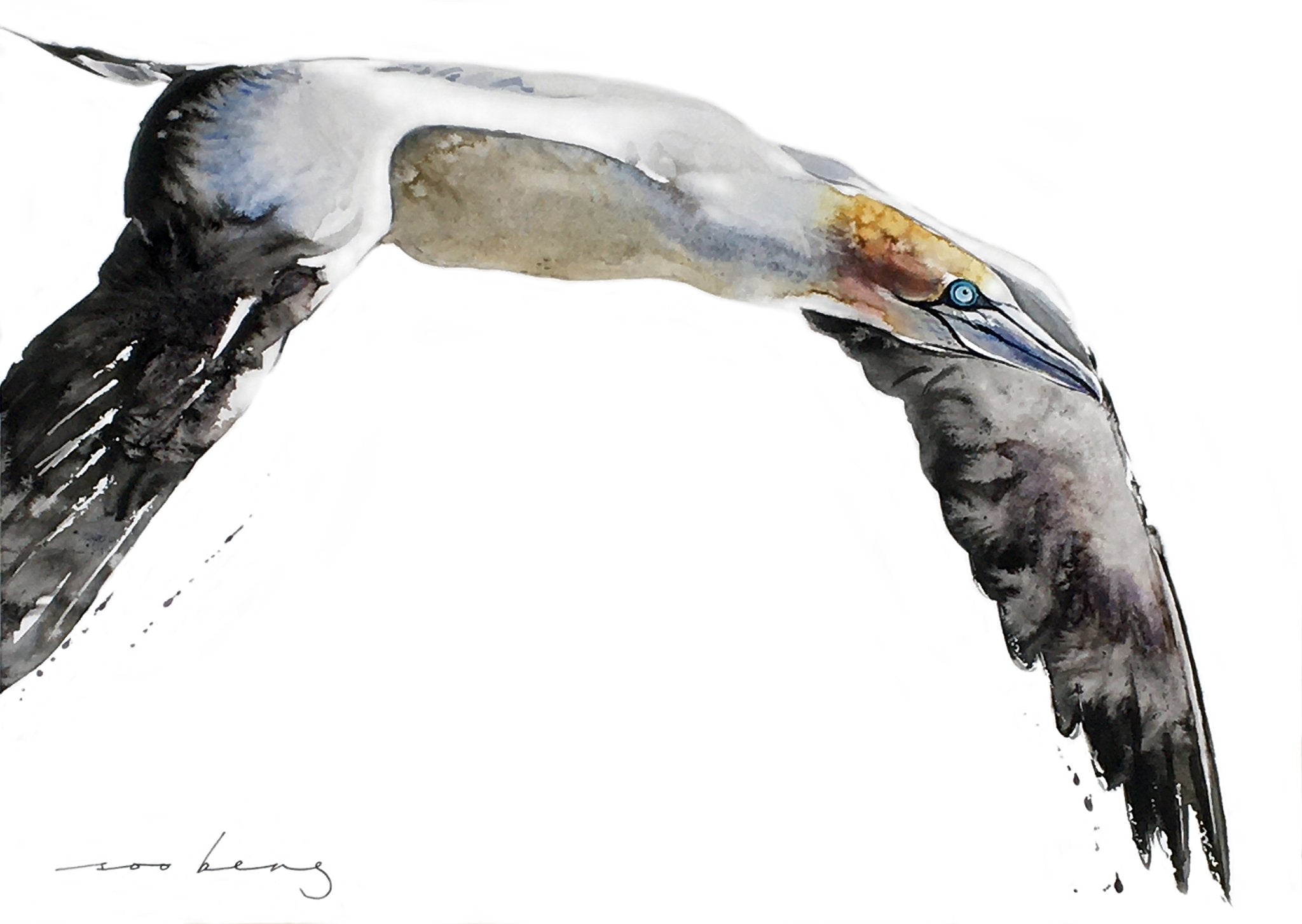 69164a62e1b8ea140711df10_gannet-of-the-skies_1773875641923.jpg