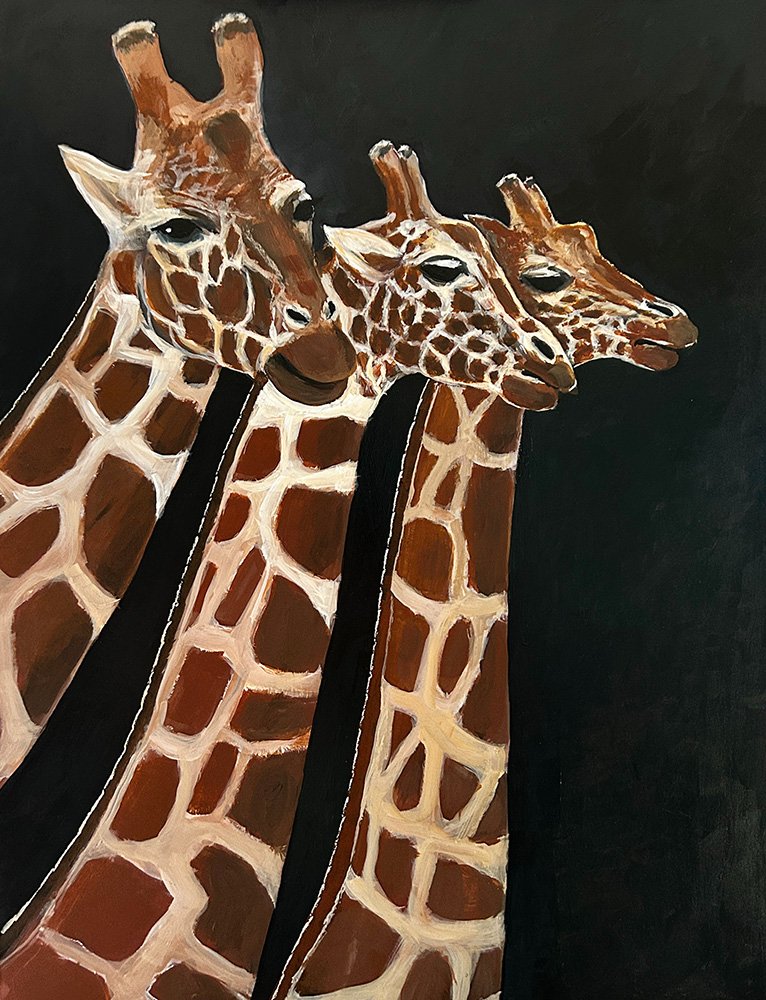 69164a62e1b8ea140711df10_giraffes-at-taronga_1776142398742.jpg