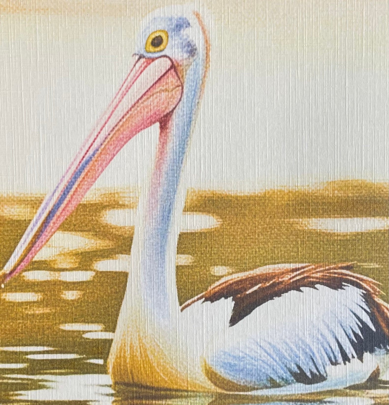 69164a62e1b8ea140711df10_golden-hour-pelican-coahd-closeup_1782886212545.jpeg