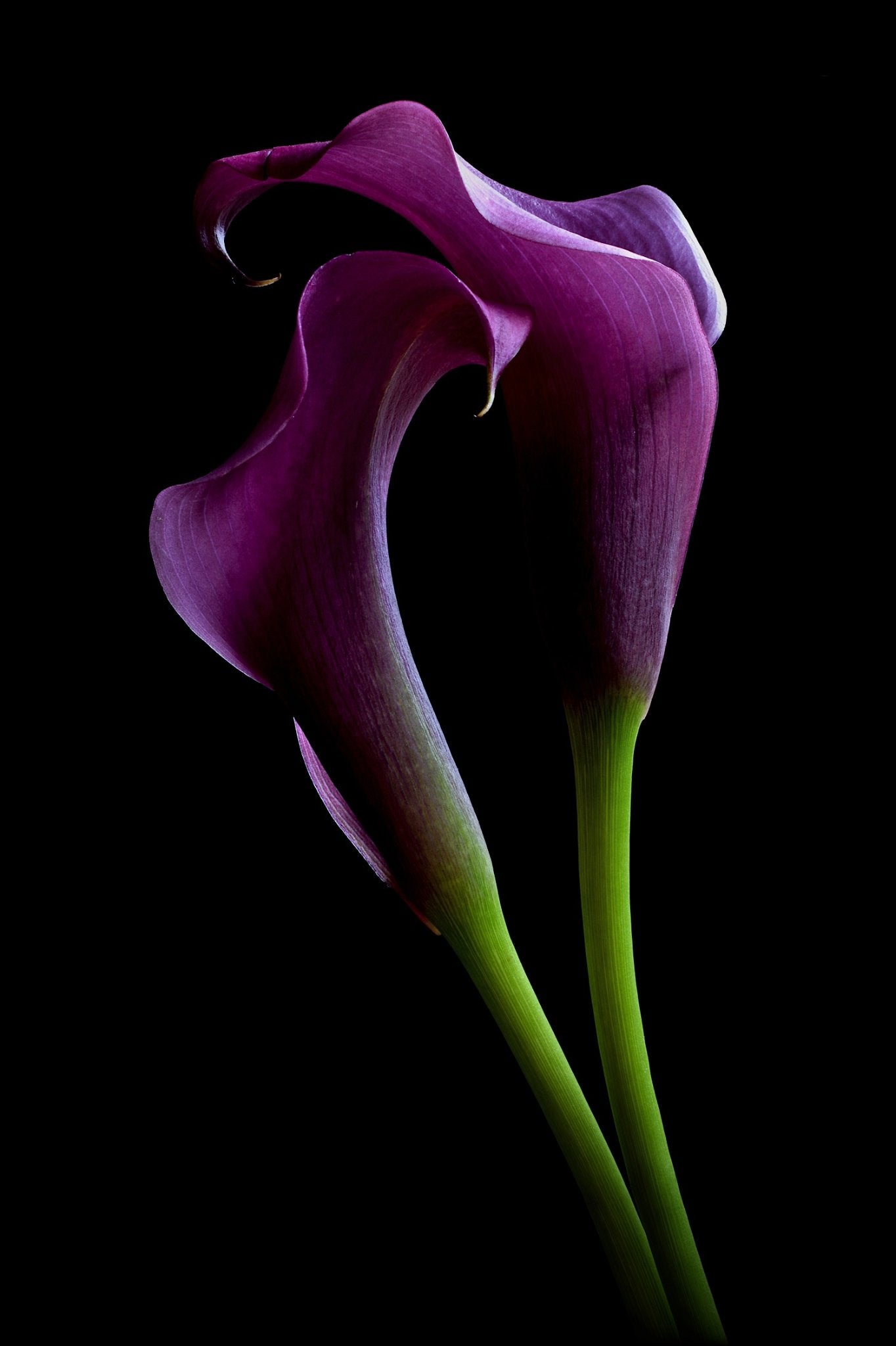 69164a62e1b8ea140711df10_grape-velvet-calla-lilies-print-dark-flowers-wall-art-floral-photography-by-nadia-culph_1784441465243.jpg