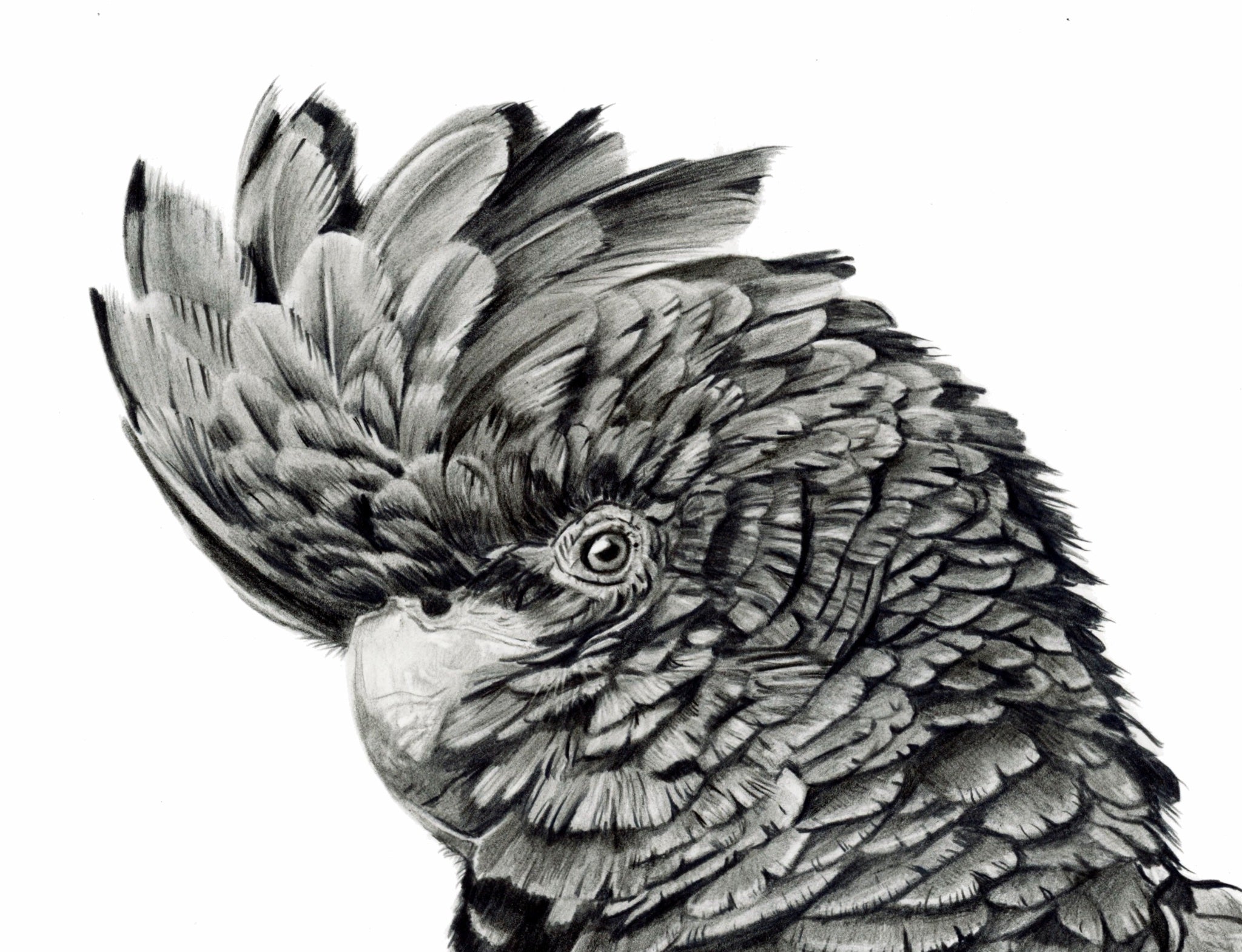69164a62e1b8ea140711df10_graphite-black-cockatoo-close-up_1782612378581.jpeg