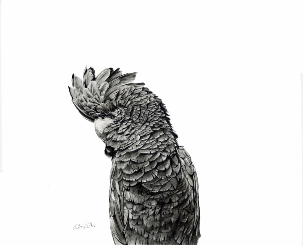 69164a62e1b8ea140711df10_graphite-black-cockatoo_1782612378580.jpg