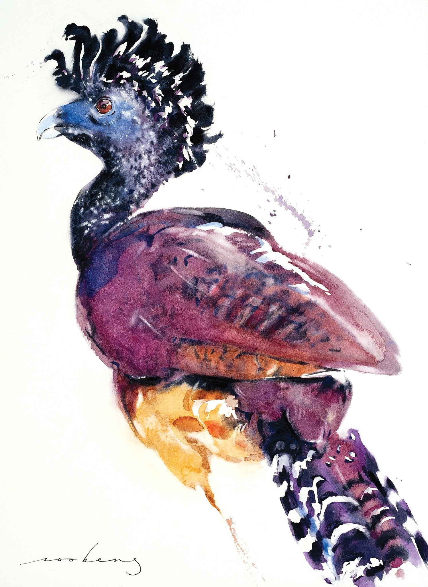 69164a62e1b8ea140711df10_great-curassow_1774933017765.jpg