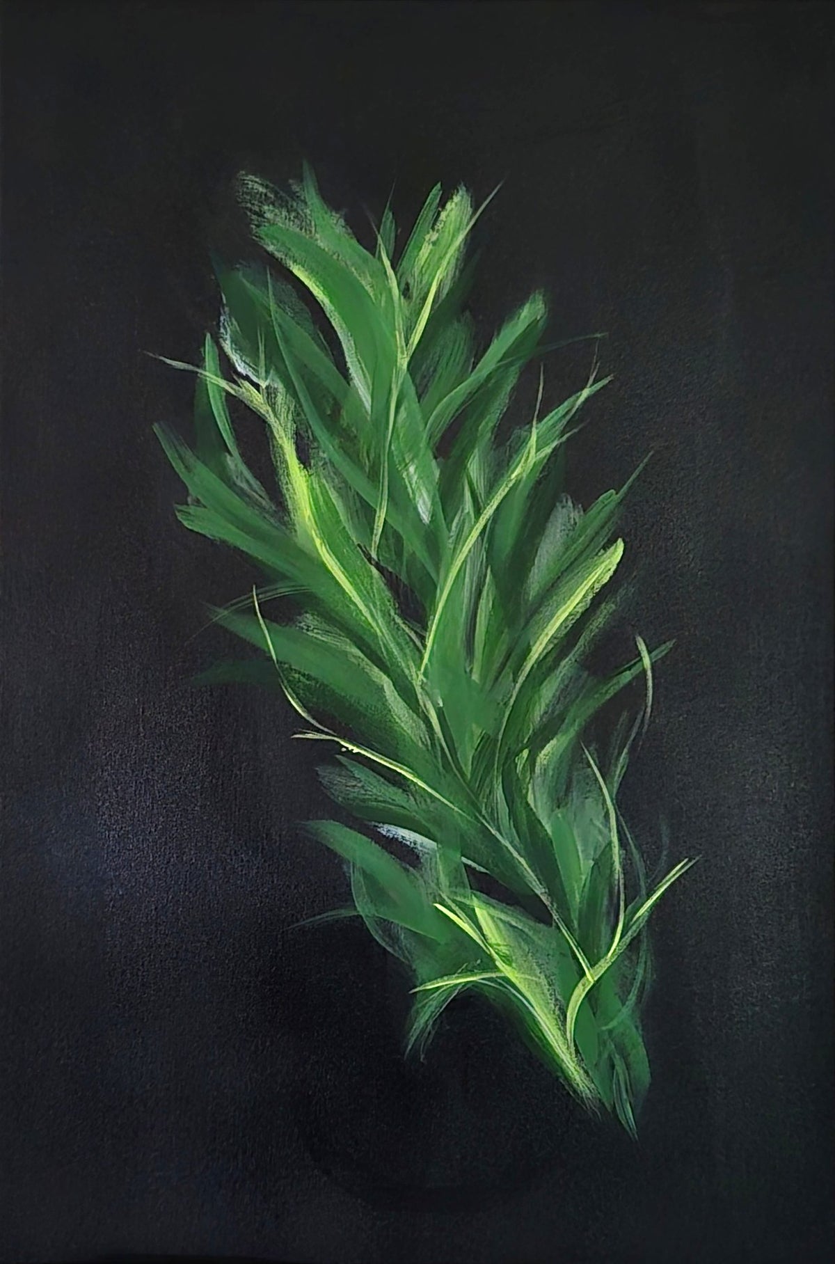69164a62e1b8ea140711df10_green-leaves-on-black1_1790535221908.jpg