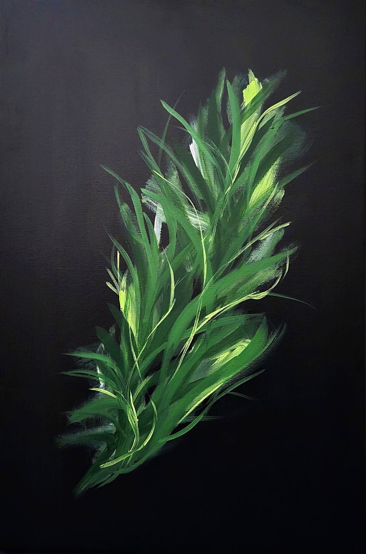 69164a62e1b8ea140711df10_green-leaves-on-black2_1790535221907.jpg
